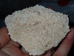 Plesiastrea versipora