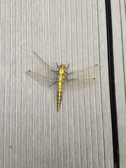 Orthetrum cancellatum