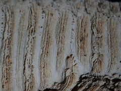 Plesiastrea versipora