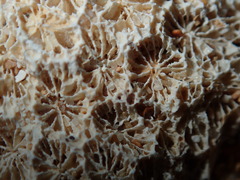 Plesiastrea versipora