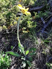 Senecio doronicum