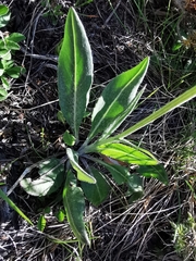Senecio doronicum