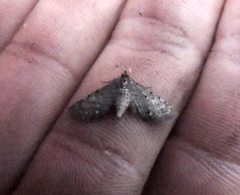 Eupithecia tripunctaria