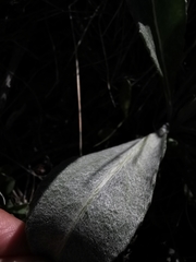 Senecio doronicum
