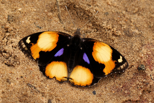African Yellow Pansy