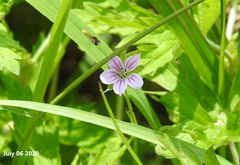 Geranium wilfordii