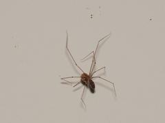 Pholcus phalangioides