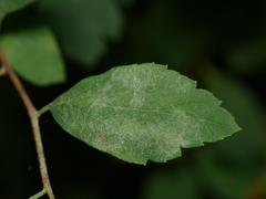 Podosphaera spiraeae