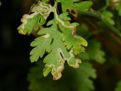 Phytomyza tanaceti