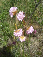 Armeria maritima elongata