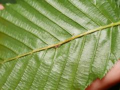 Aceria tenella