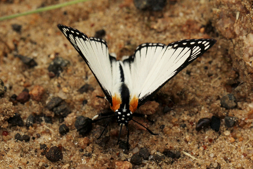 White-cloaked Skipper