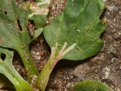 Phytomyza plantaginis