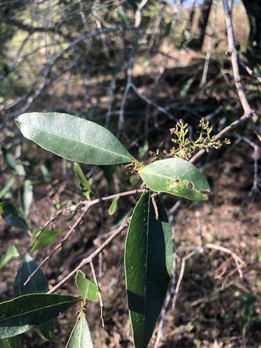 Image of Notelaea punctata by (c) Greg Tasney, some rights reserved (CC BY-SA)