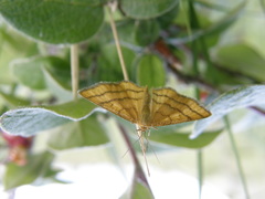 Idaea aureolaria