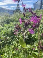 Silene dioica