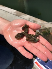 Botryllus schlosseri