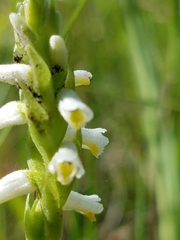 Spiranthes lucida