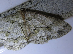 Megabiston plumosaria