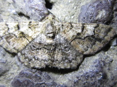 Satoblephara parvularia