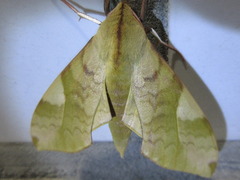 Clanis bilineata