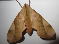Clanis bilineata