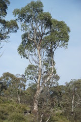 Eucalyptus pauciflora