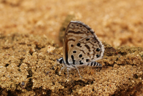 African Babul Blue