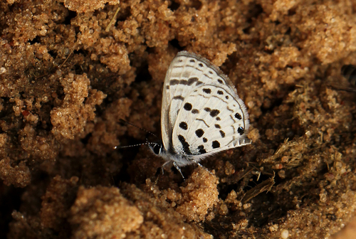 Black-bordered Babul Blue