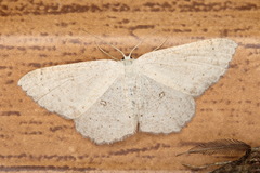 Cyclophora albipunctata