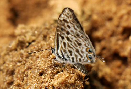 Common Zebra Blue Complex