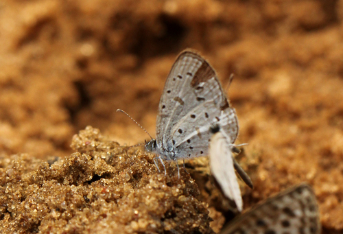 Tiny Grass Blue