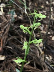 Platanthera minor