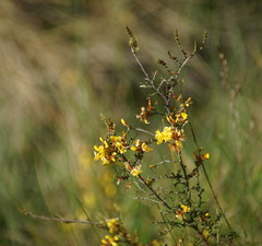 Bossiaea foliosa
