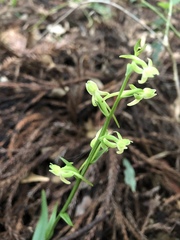 Platanthera minor