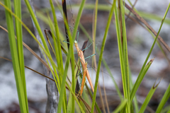 Tithonophasma tithonus