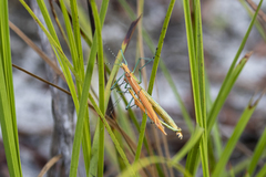 Tithonophasma tithonus