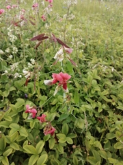 Lathyrus rotundifolius