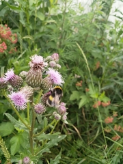 Bombus cryptarum