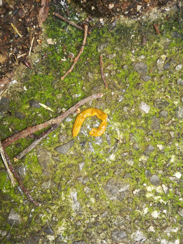 broadhead planarians from 日本、〒3590042 埼玉県所沢市並木 on July 5, 2020 at 03