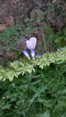 Leptotes cassius cassidula