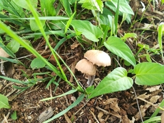 Fungi