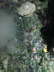 Goniodiscaster scaber