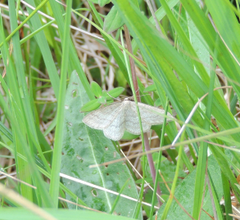 Scopula ternata