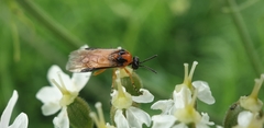 Athalia rosae
