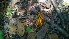 Eresia phillyra phillyra