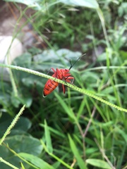 Heteroptera