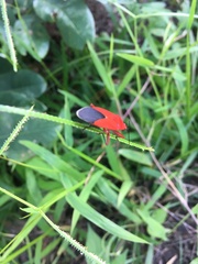 Heteroptera
