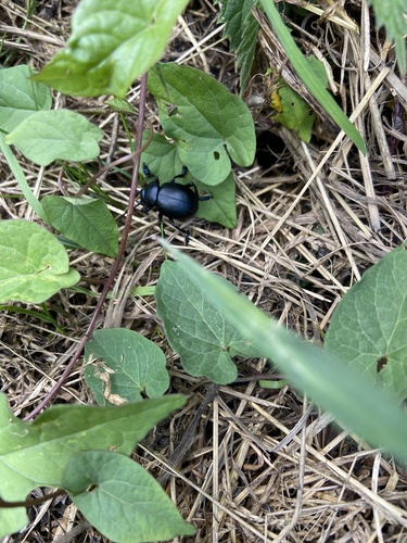 Bloody-nosed Beetle, Great Britain, Bournemouth, England, GB, photo 9 of 10