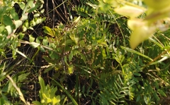 Astragalus propinquus